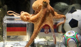 octopus paul