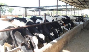 Cows in O'leche Dairy Farms