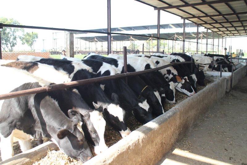 Cows in O'leche Dairy Farms